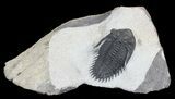 Detailed, Kayserops Trilobite #47329-2